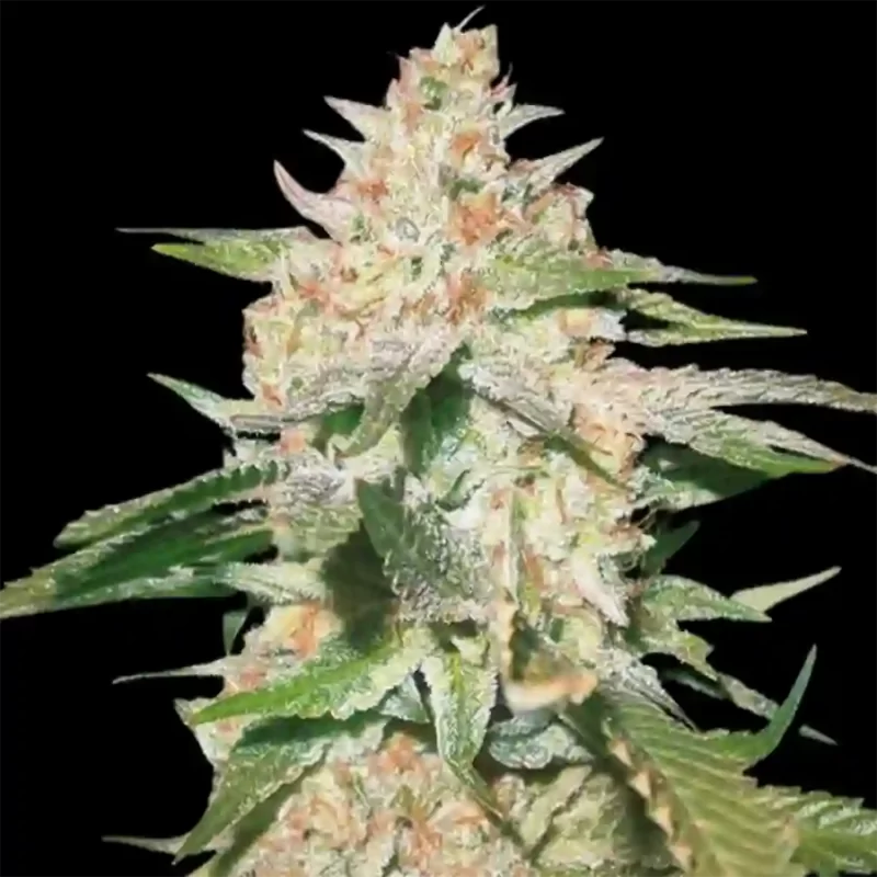 White Rush Auto