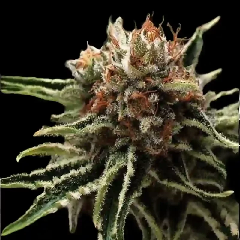 auto shark autoflower seeds 1 1