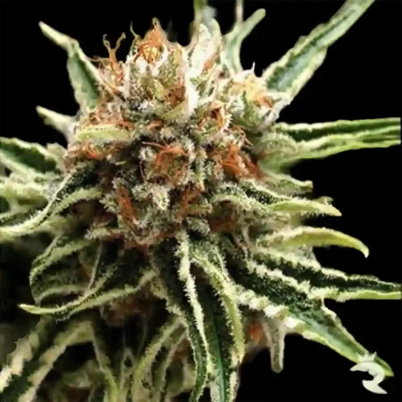 auto shark autoflower seeds 4