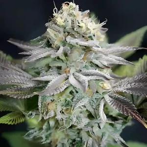 Cannabis plant grown from Blue Dream Photoperiod Seeds