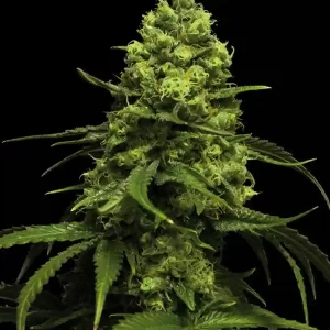 Cannabis plant grown from Bad Monster Photoperiod Seeds