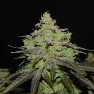 Cannabis plant grown from California Kush Photoperiod Seeds