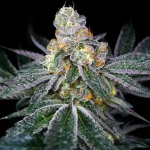 Cannabis plant grown from Candyland Photoperiod Seeds