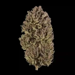 Cannabis buds grown from Chocolate Cherry Photoperiod Seeds