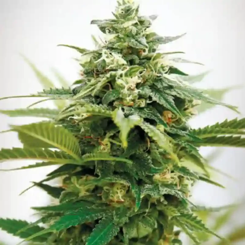 Cannabis plant grown from Critical Widow XXL Photoperiod Seeds