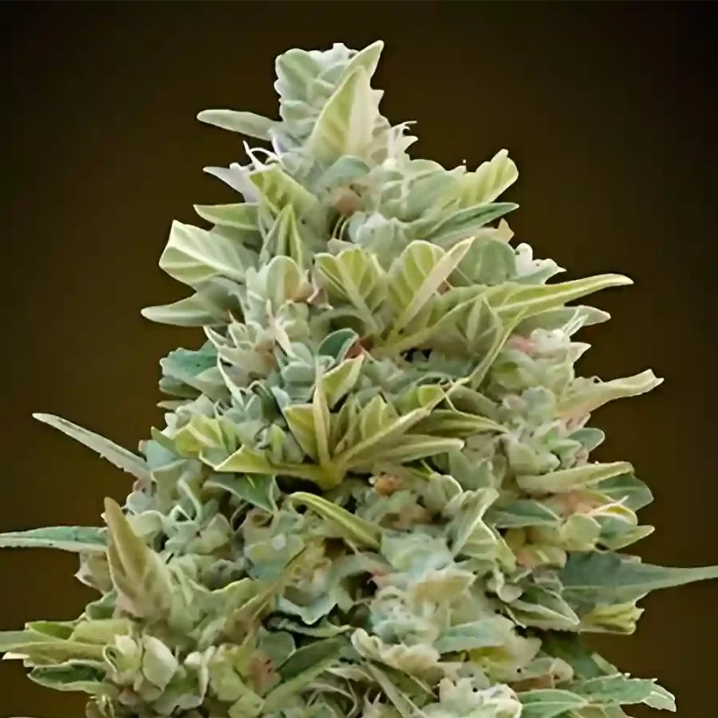 Cannabis plant grown from Dos-Si-Dos Autuflowering Seeds