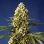 Big cannabis flower grown from Gelato XL photoperiod seeds