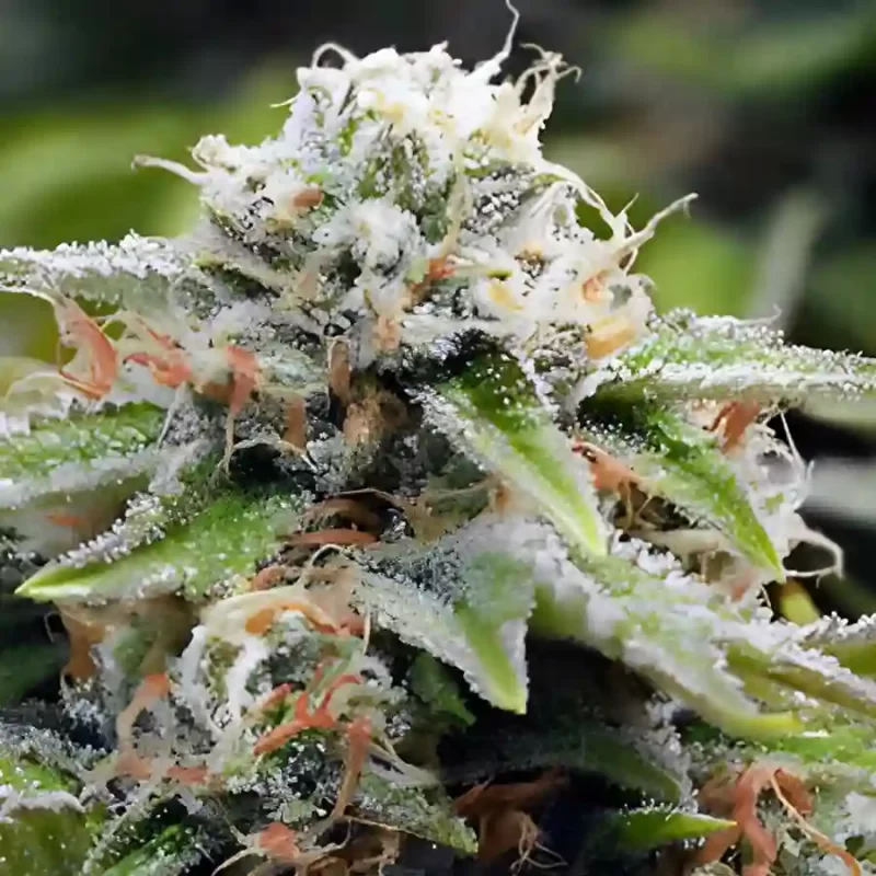 THC full cannabis flower grown from Gorilla Breath photoperiod seeds