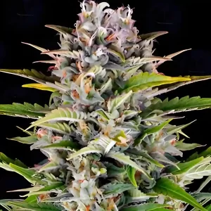 Beautiful cannabis flowers grown from Gorilla Zkittlez photoperiod seeds