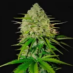 Huge cannabis flowers grown from Grape Wine Autoflowering seeds