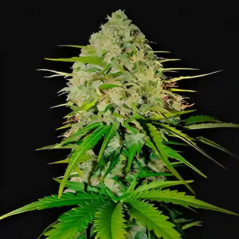 Huge cannabis flowers grown from Grape Wine Autoflowering seeds