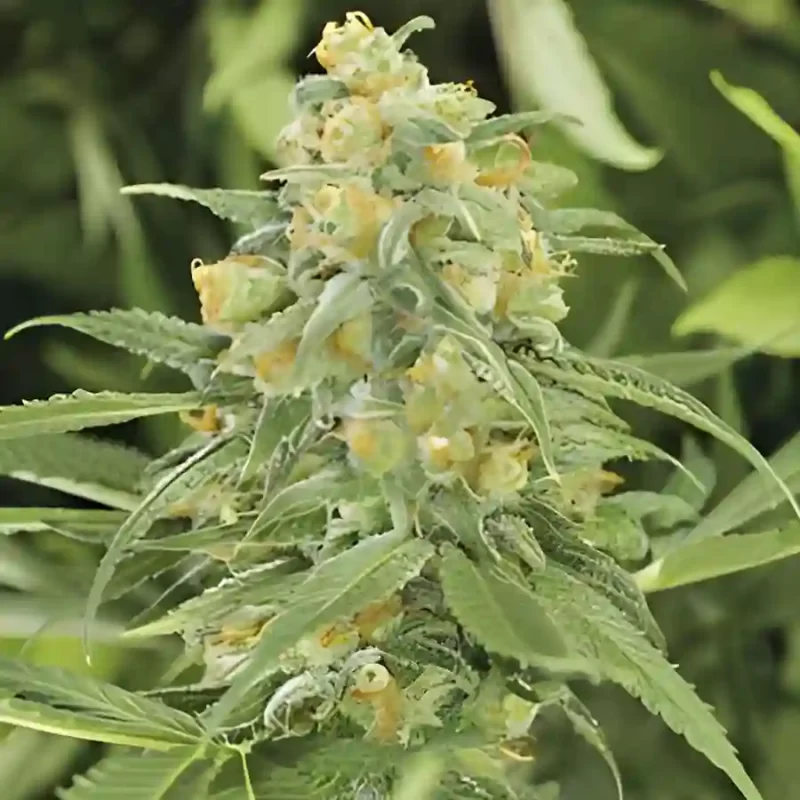 Green Crack cannabis grown from Green Crack feminized seeds
