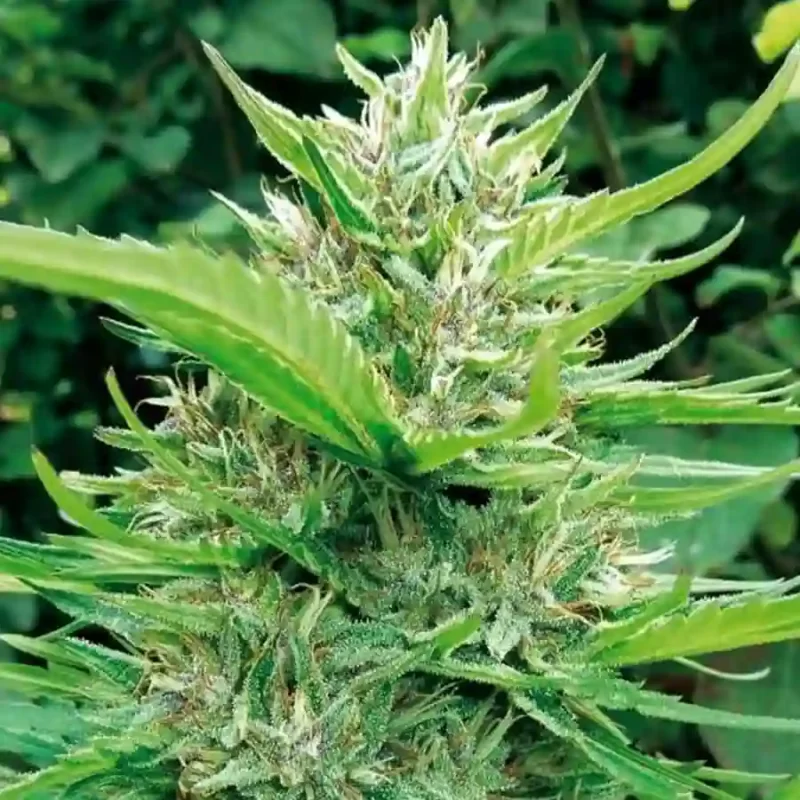 Green cannabis buds grown from Harlequeen feminized seeds