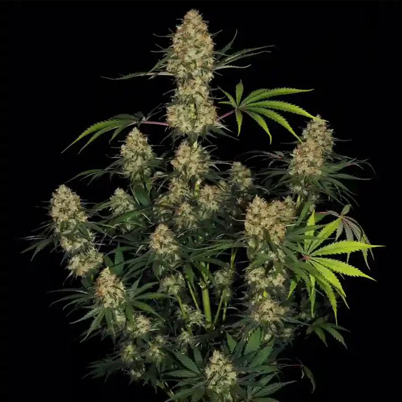 Hindu Kush cannabis strain buds grown from feminized seeds