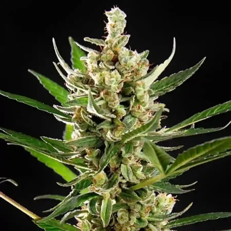 Honey Trap cannabis strain buds grown from feminized photoperiod seeds