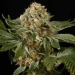 Cannabis plant grown from OG Kush feminized photoperiod seeds