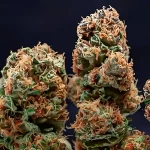 Cannabis buds grown from Orange Sherbet feminized photoperiod seeds