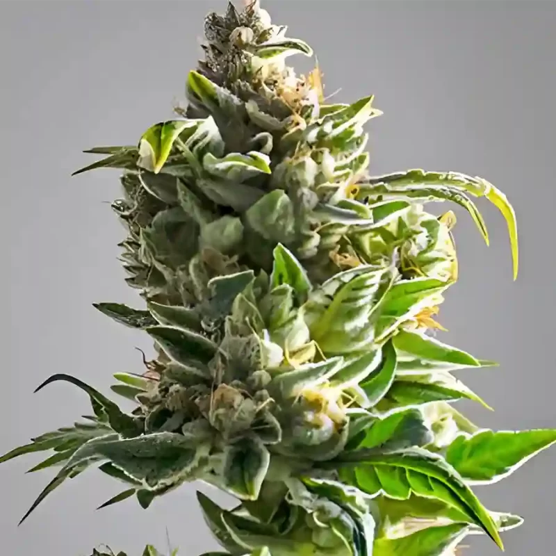 pineapple express photoperiod seeds