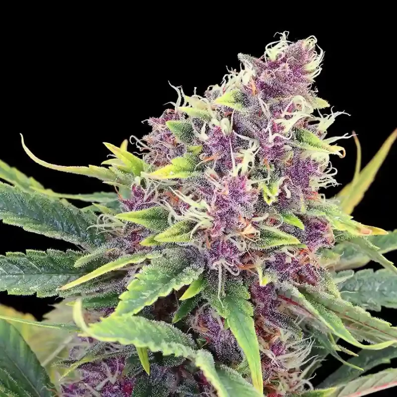 Purple cannabis buds grown from Purple Kush feminized photoperiod seeds