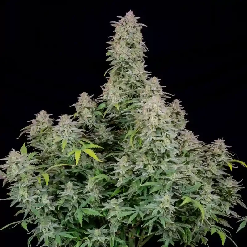 Big cannabis plants grown from Runtz Autoflower seeds