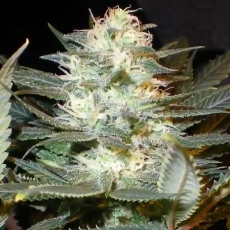 THC-rich cannabis flower grown from Senorita Valeria photoperiod seeds