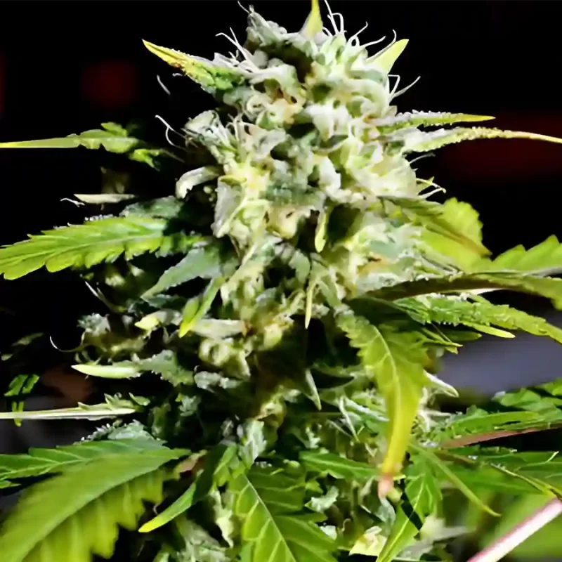 Cannabis flower grown from Seriously Citrus feminized photoperiod seeds