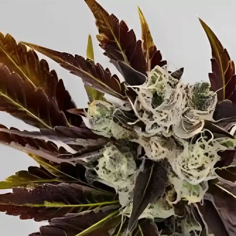 Sherbert Cannabis flower grown from feminized photoperiod seeds