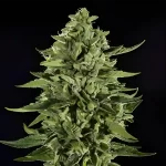 Green Cannabis bud grown from Skywalker OG feminized photoperiod seeds