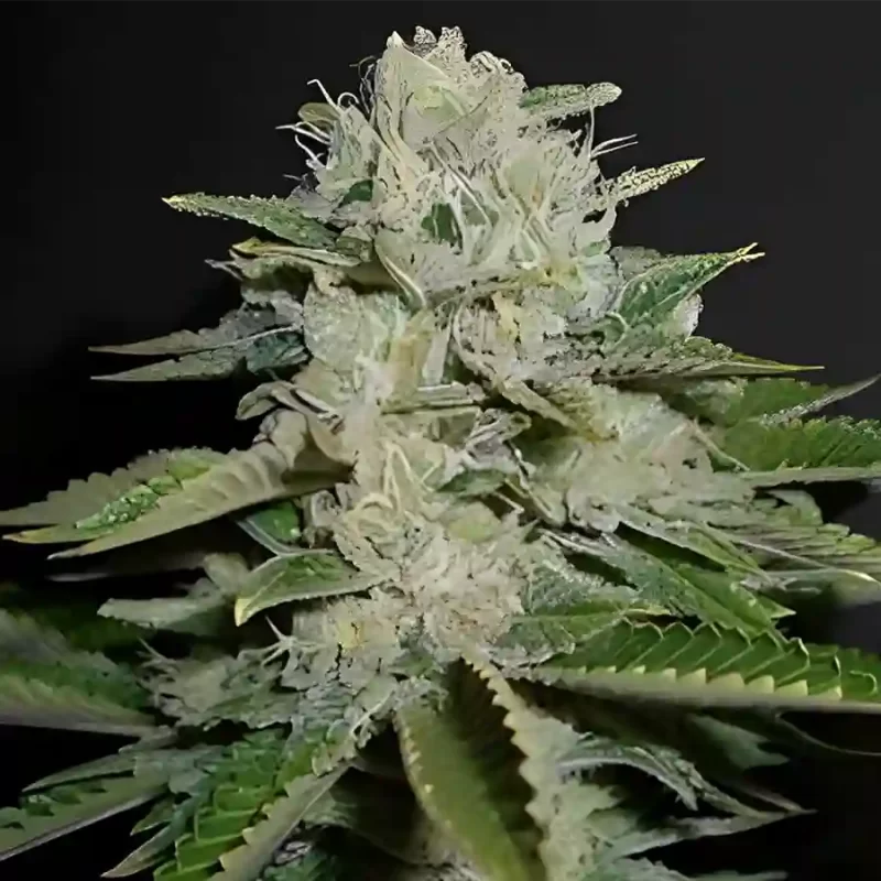 sour diesel seeds