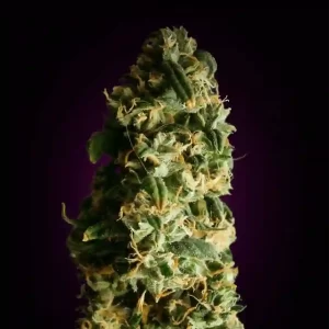 Super Skunk Autoflowering Buds produced from cannabis seeds