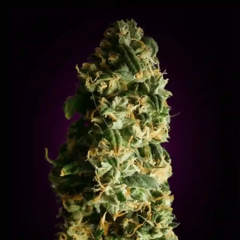 super skunk autoflower seeds