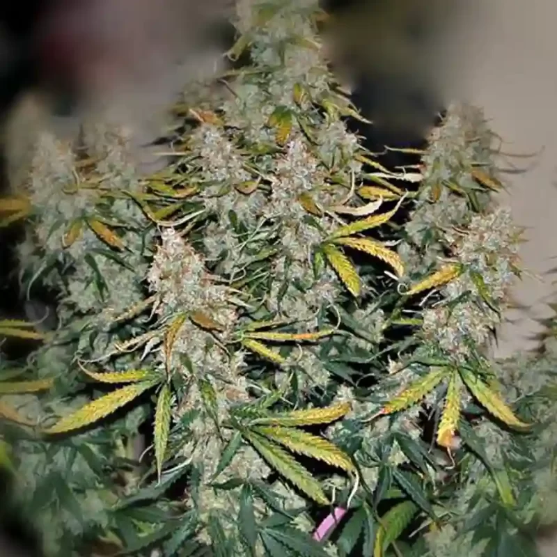 Autoflowering plant produced from Super Uzi cannabis seeds