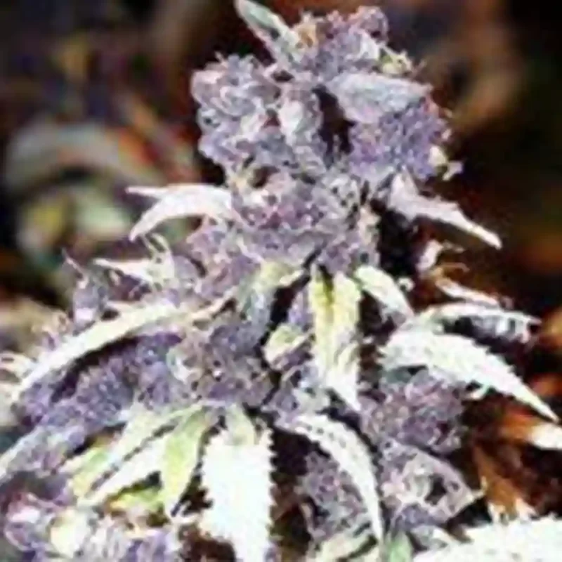 The Blue Wizard cannabis created from feminized photoperiod seeds