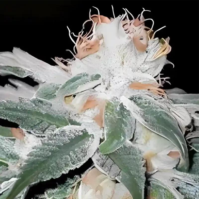 Wicked Widow flowers created from feminized cannabis seeds