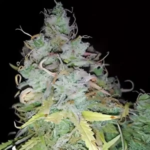 Zkittlez Glue Photoperiod Cannabis Seeds