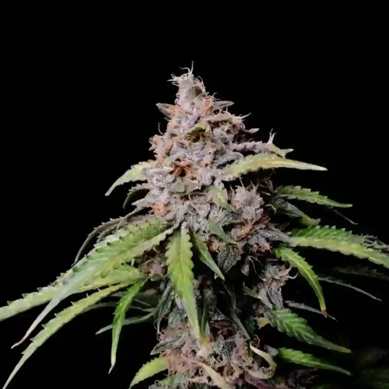 Zkittlez Photoperiod Cannabis Seeds