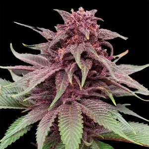 velvet princess photoperiod cannabis seeds
