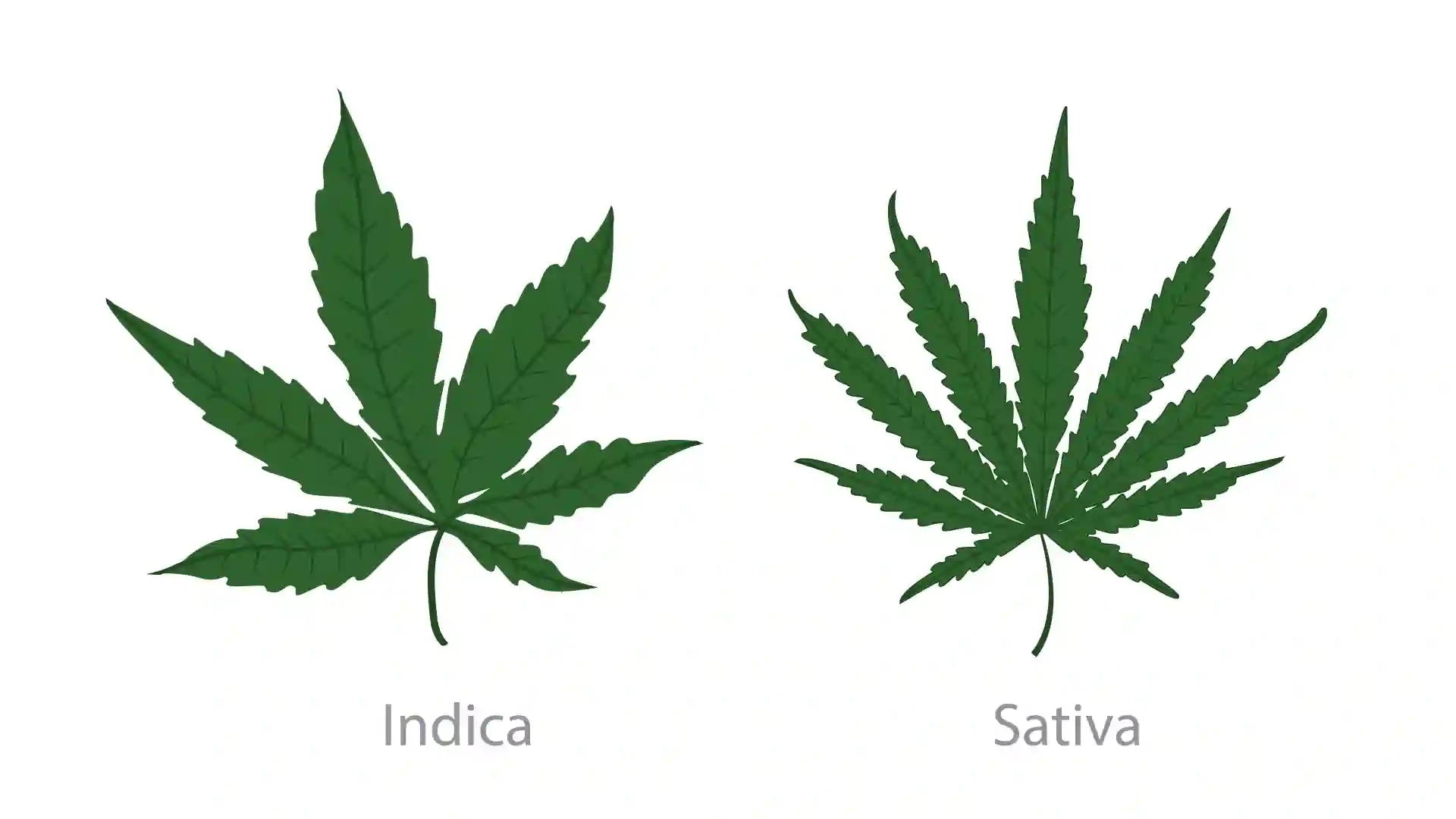 diference between indica sativa