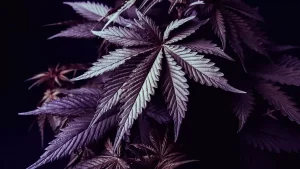 different types cannabis strains