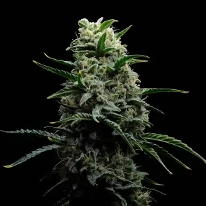 Gelato 4.20 Cannabis Strain