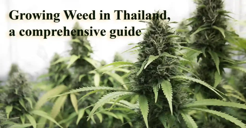 Growing Weed In Thailand Guide