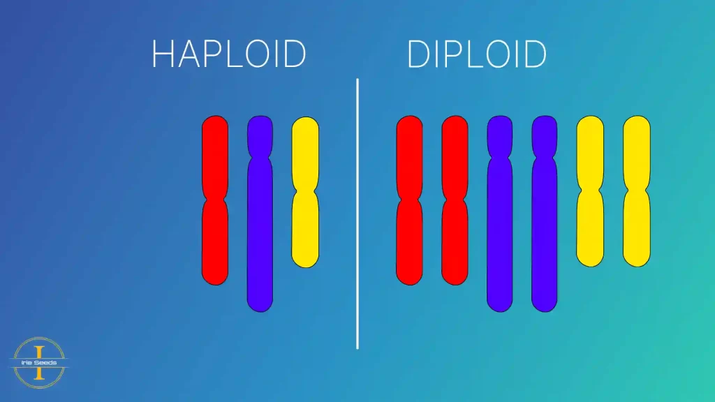 Haploid-Diploid