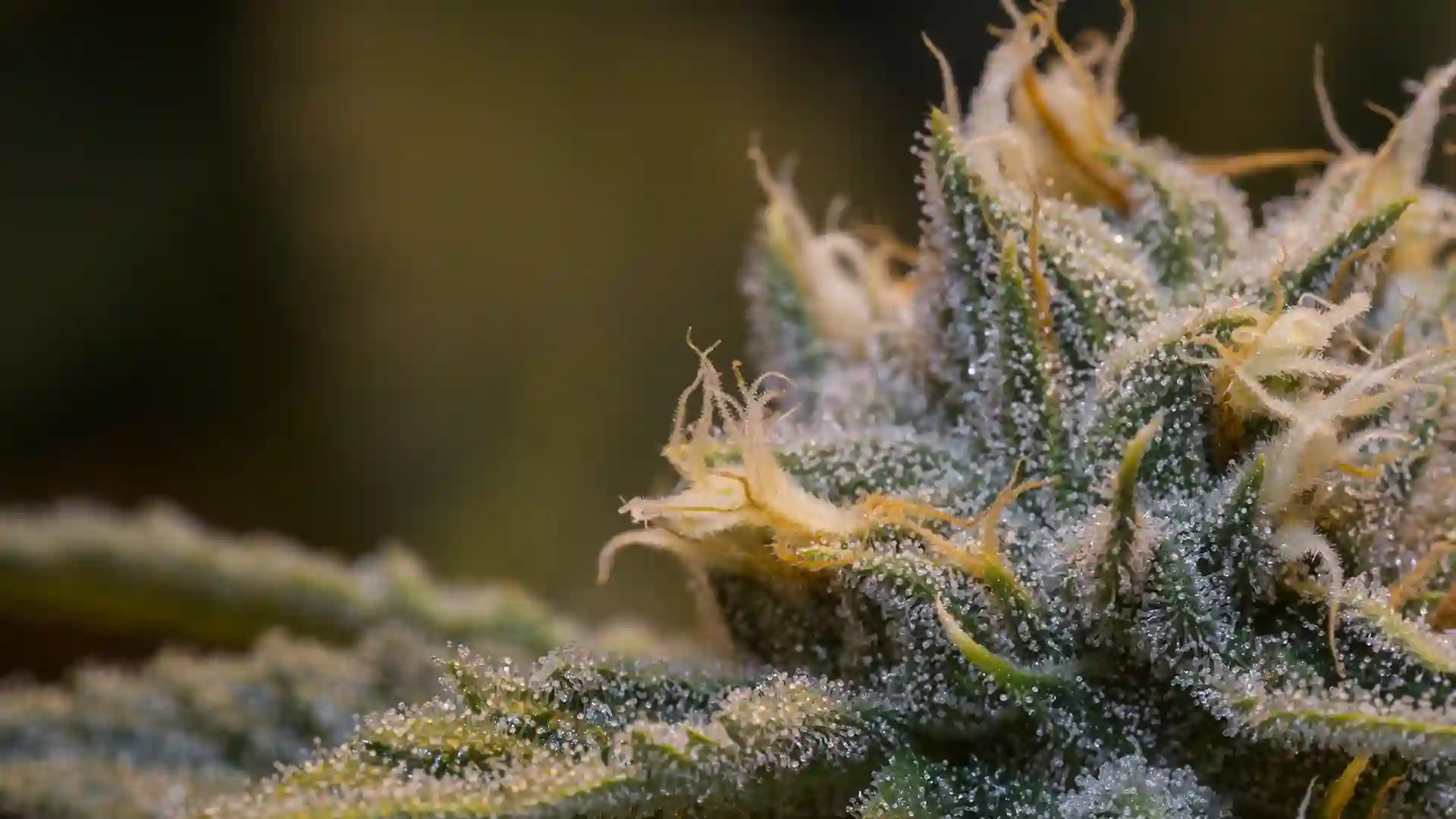 Cannabis Trichomes grown from Triploid seeds