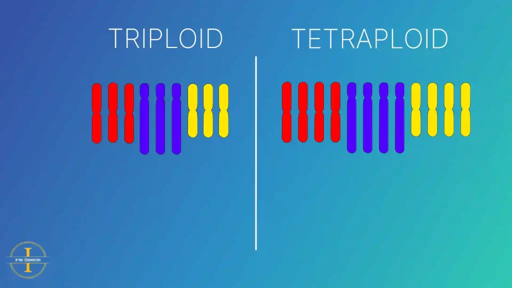 Triploid Cannabis Seeds: A new era in cannabis genetics - Premium Weed ...