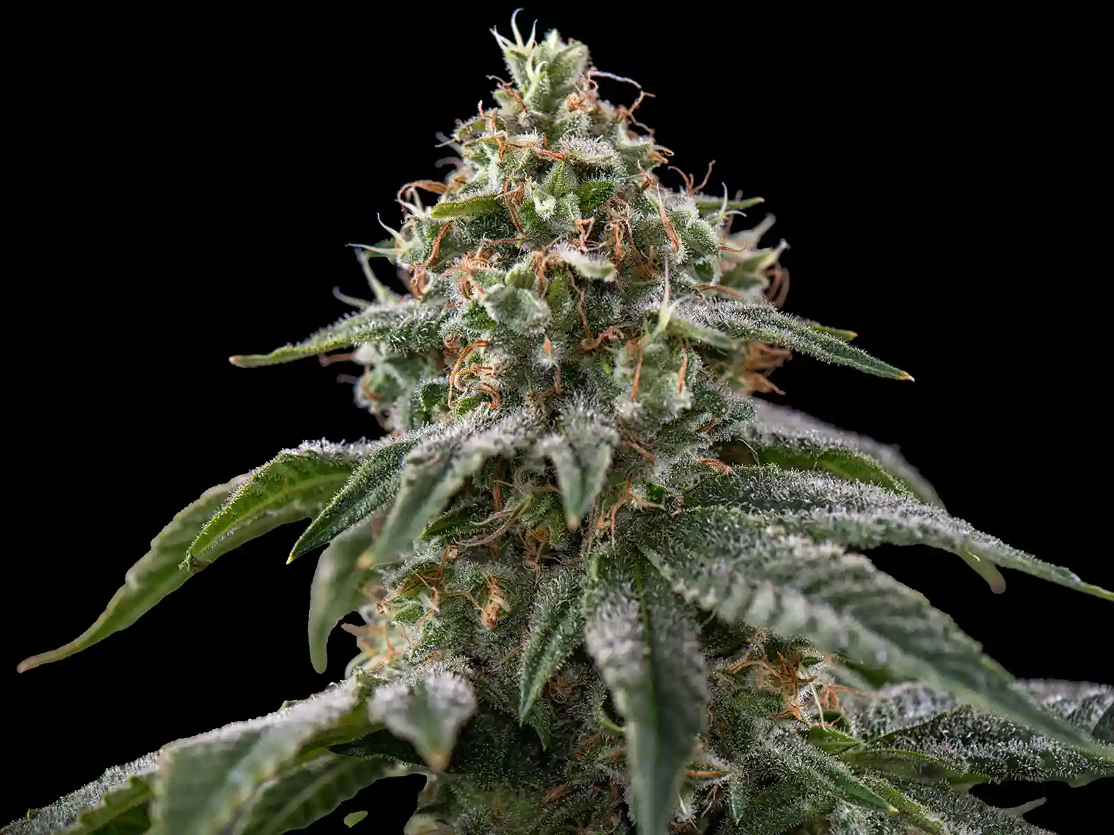 Commercial Cannabis Seeds