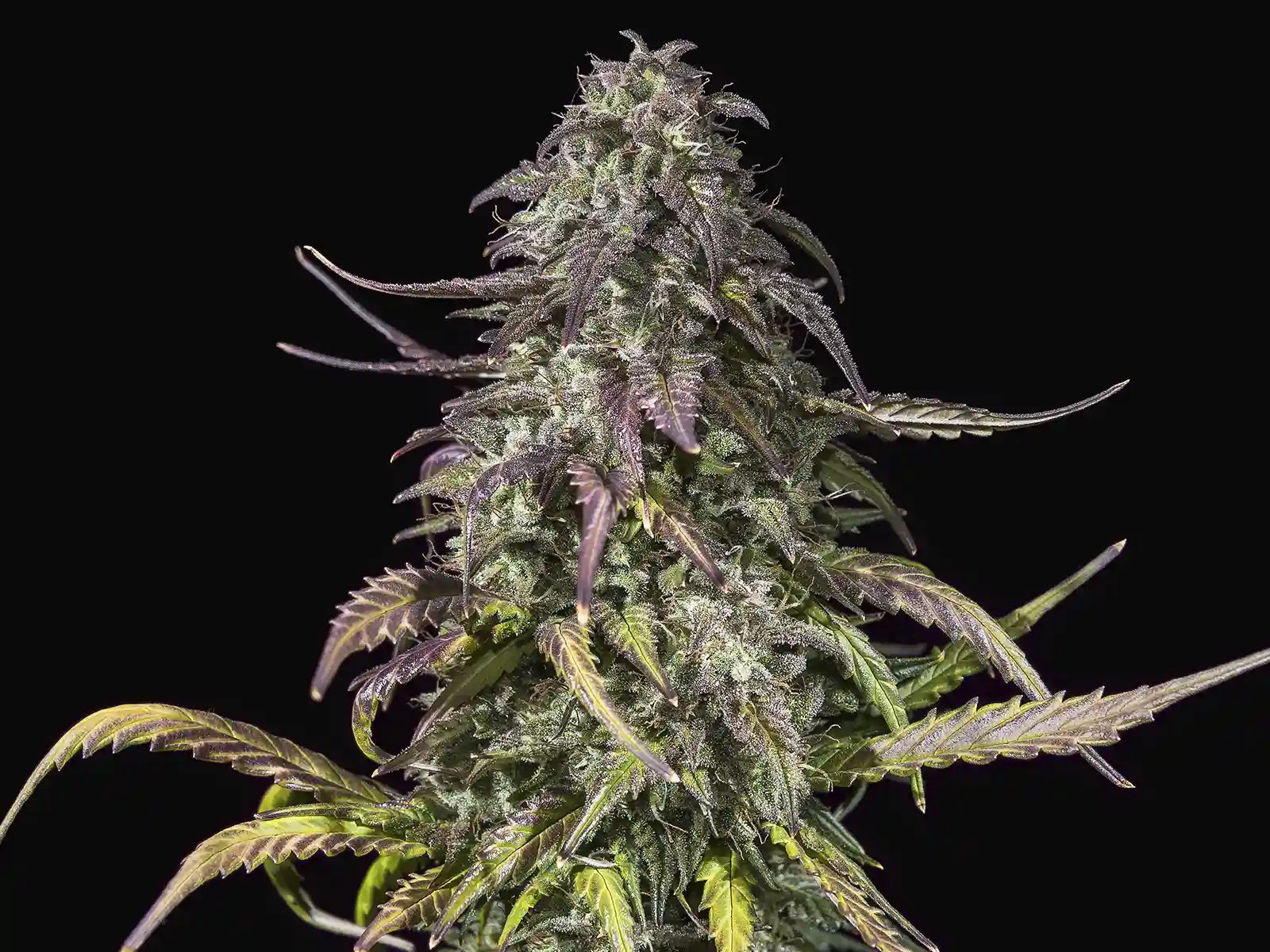 F1 Hybrid Cannabis Seeds