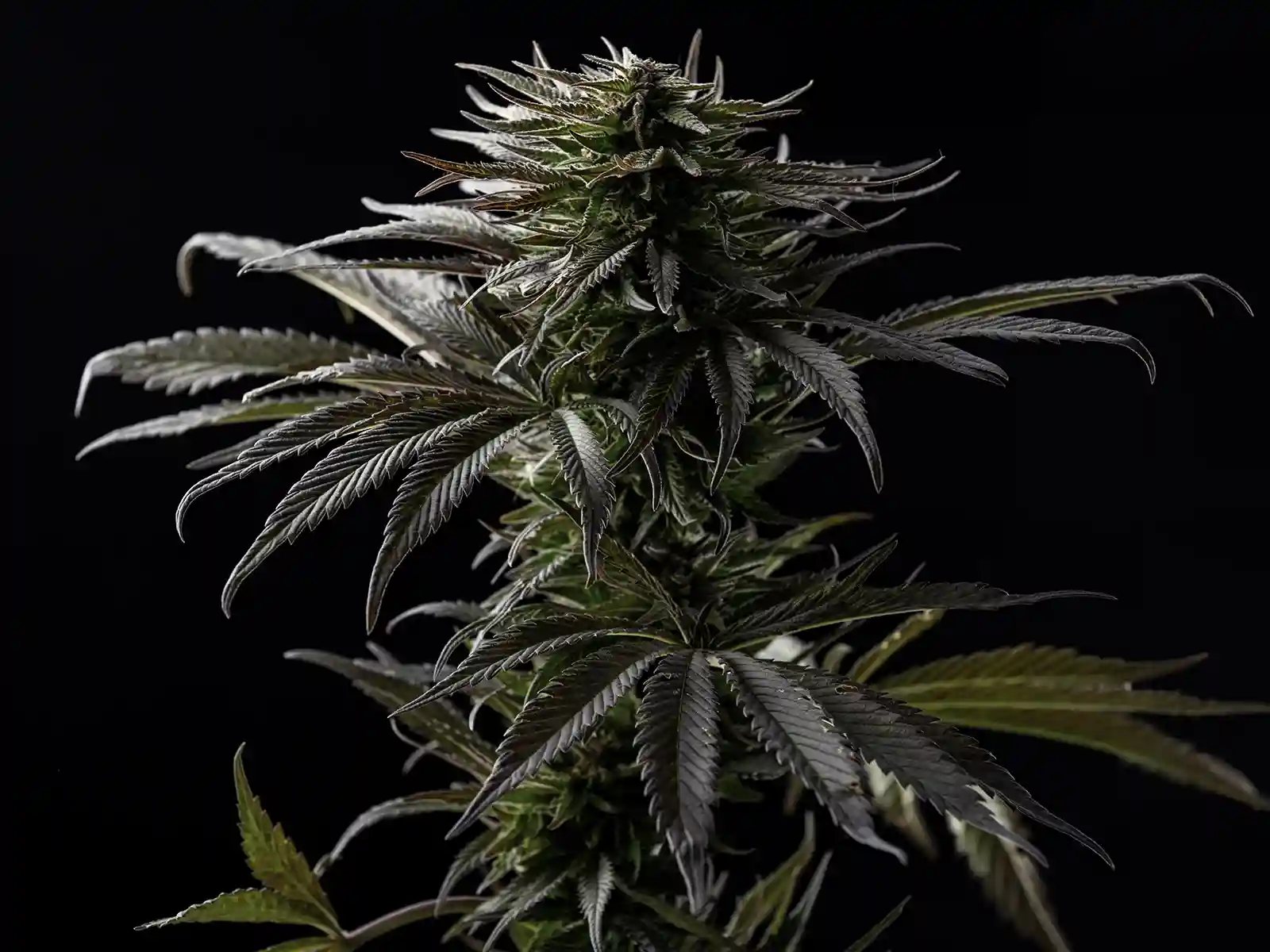 Thai Landrace Seeds