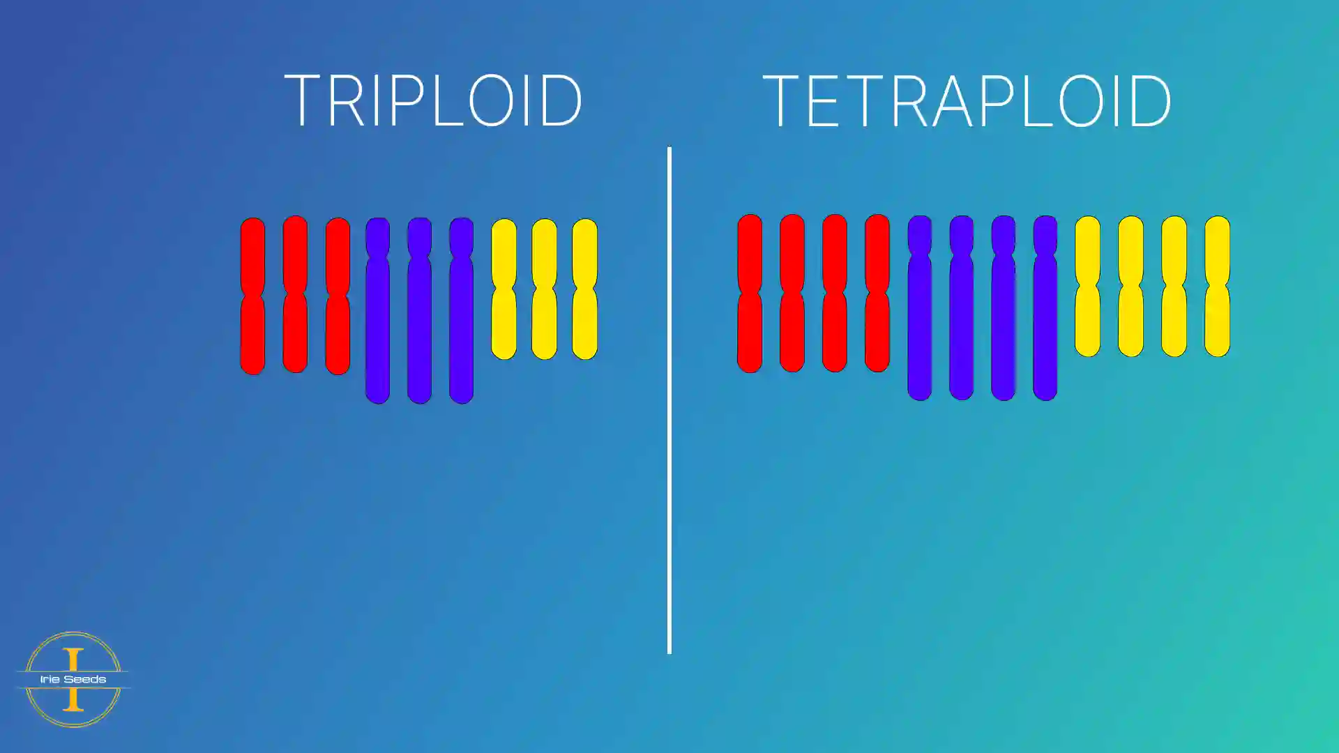 Triploid and Tetraploid