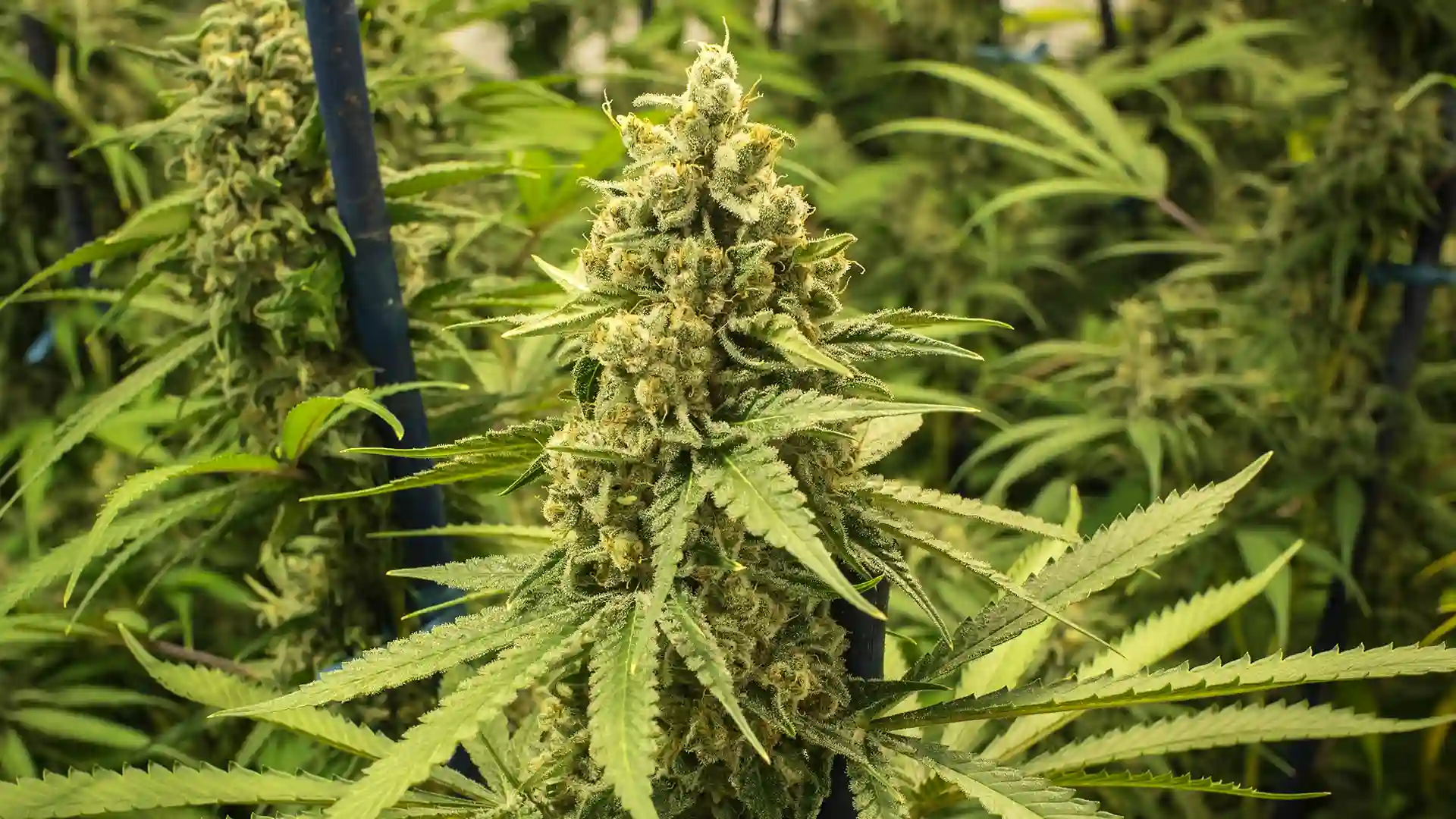 Triploid Cannabis Plant