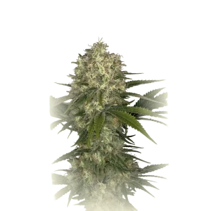 Afghani